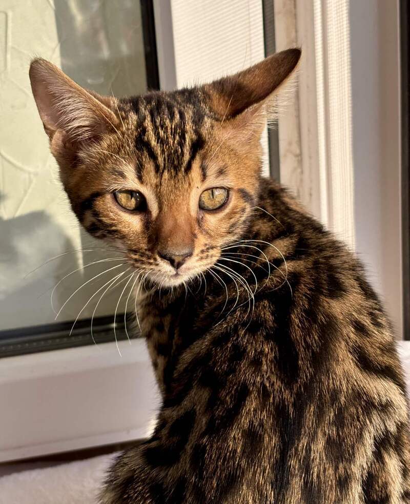 Lily Bengal female black spotted tabby - live animals