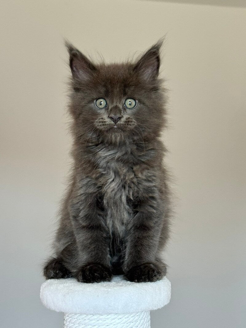 Ousei Maine Coon male, blue with white