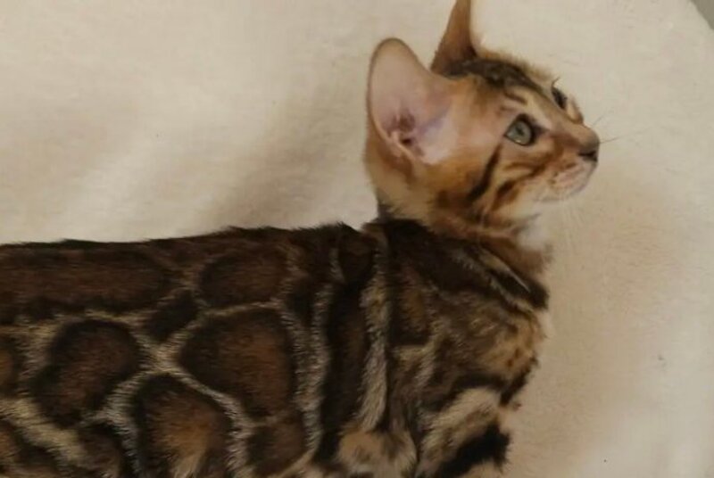 Тash Bengal male black spotted tabby - live animals