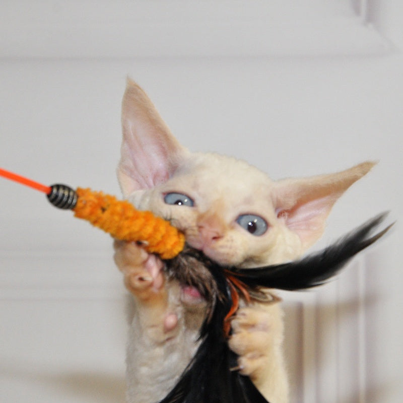 Armaf Devon Rex male, red pointed
