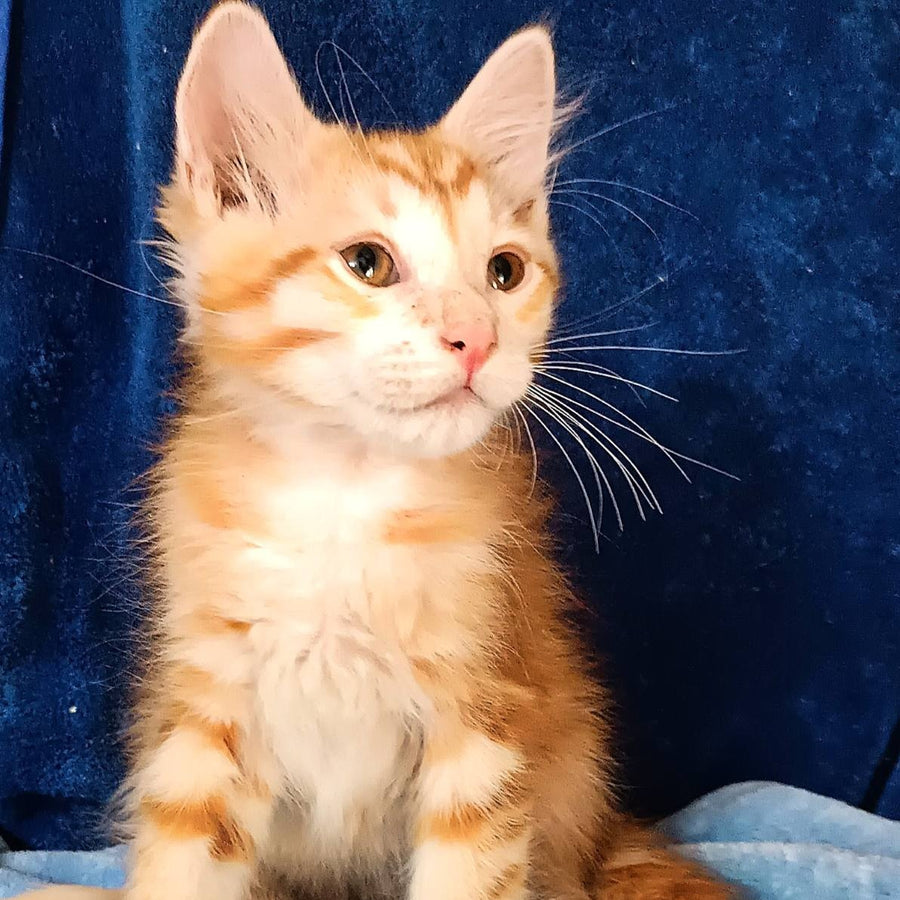 Еlvis Siberian male, red tabby