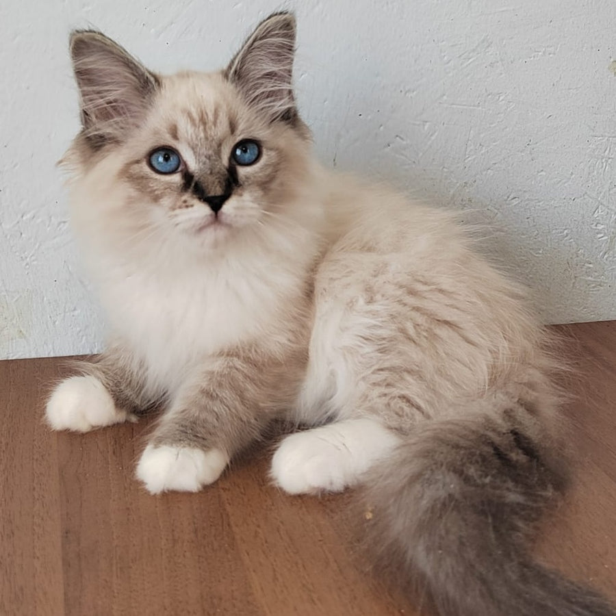 Jora Siberian male, black tabby pointed with white