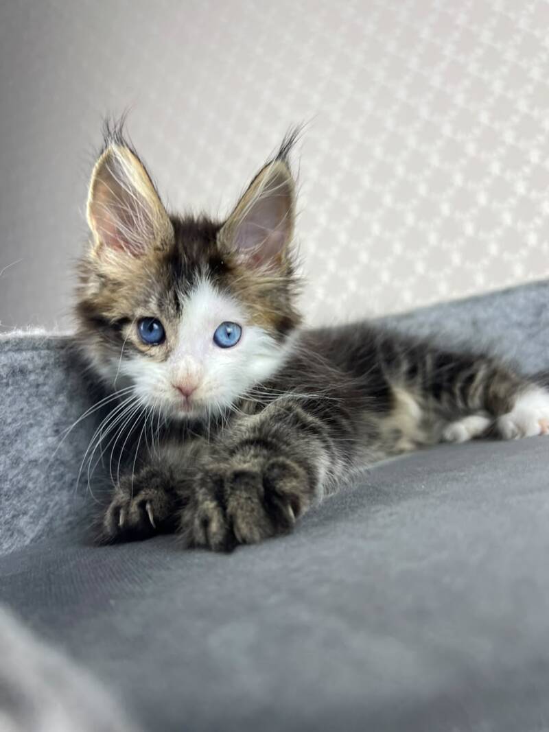 Penelope Maine Coon female, black tabby with white