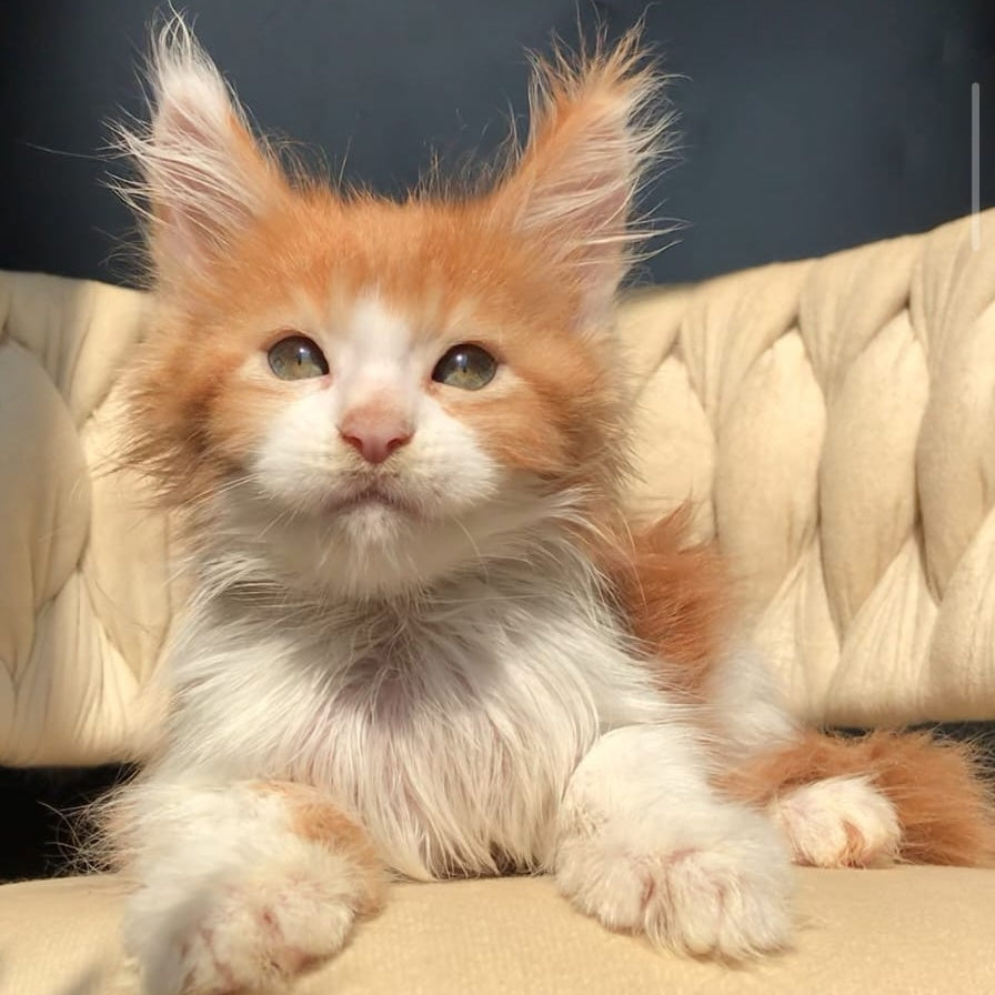 Amos Maine Coon male, red bicolour