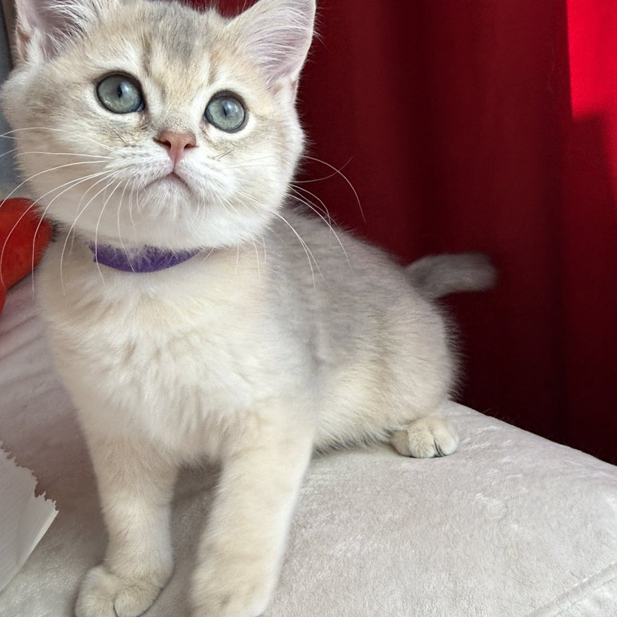Erik Scottish Straight male, blue golden shaded