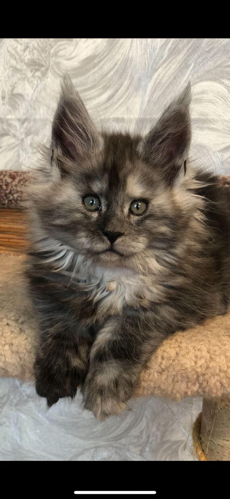 Randevu Maine Coon female black silver - live animals