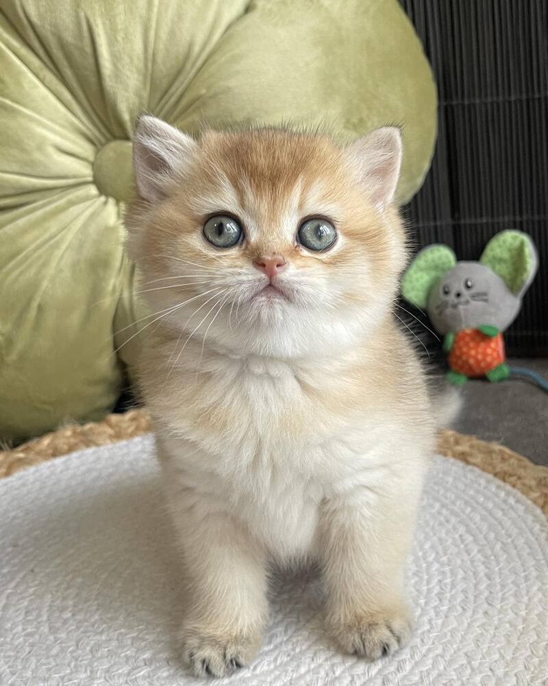Wishenka British Shorthair female black golden ticked tabby - live animals