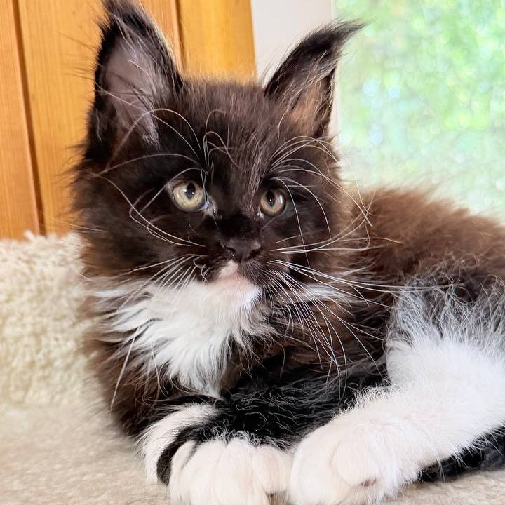 Onyx Maine Coon male, black bicolour