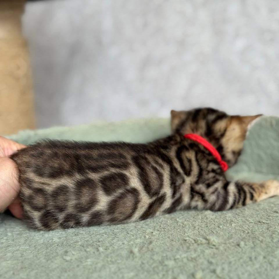 Estella Bengal female, black spotted tabby