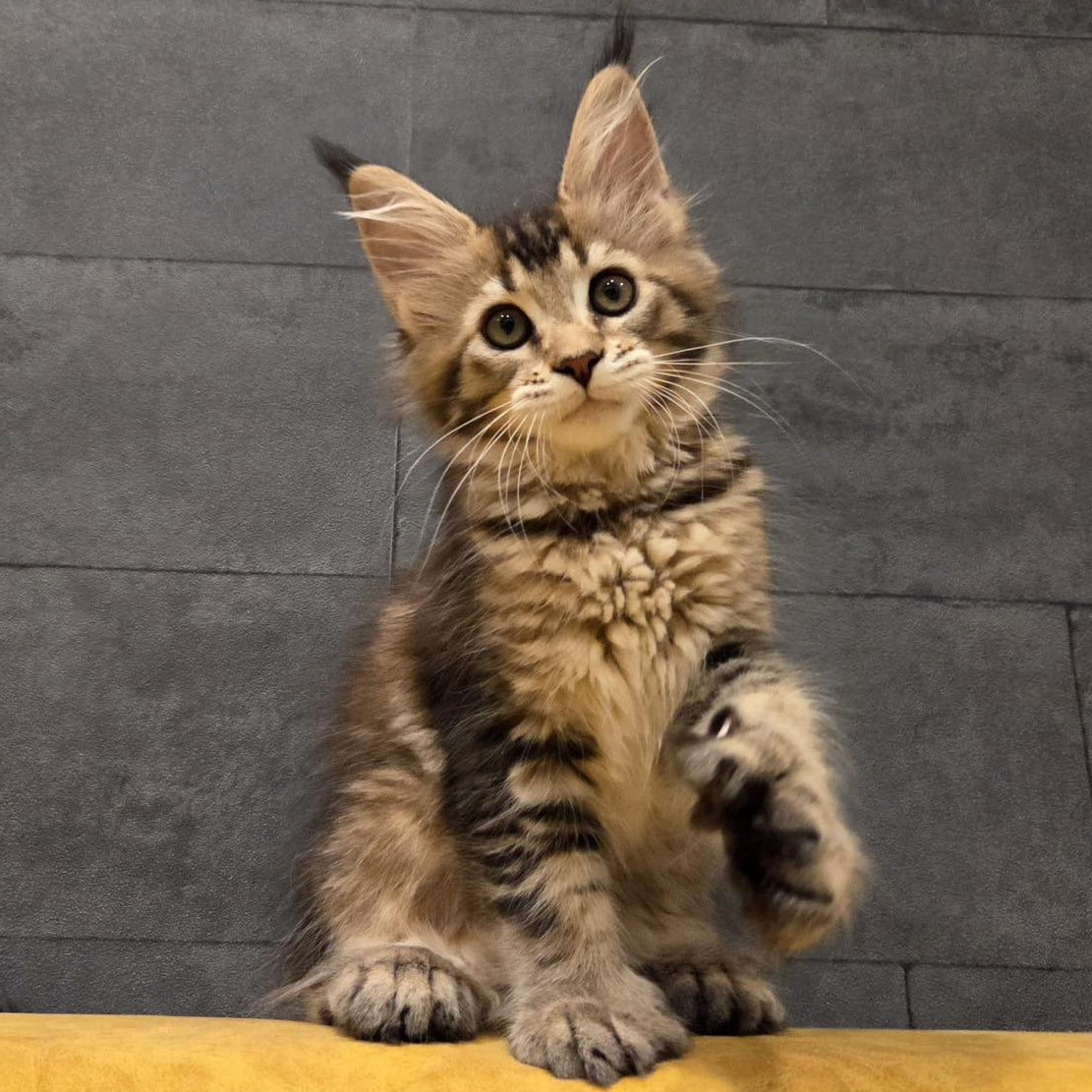 Ruslana Maine Coon polydactyl 6x6x6x6 female, black golden ticked tabby