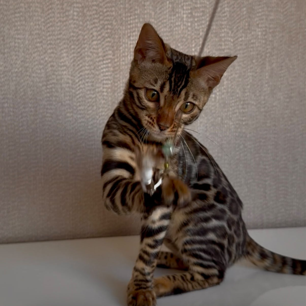 Genesis Bengal female, black spotted tabby