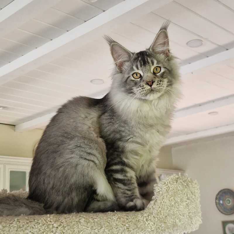 Arseny Maine Coon male, black silver ticked tabby