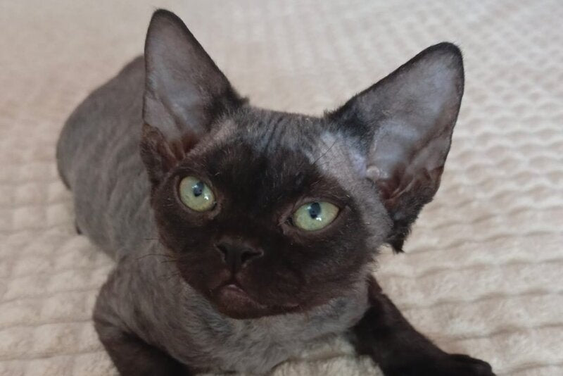 Jinnah Devon Rex female, black