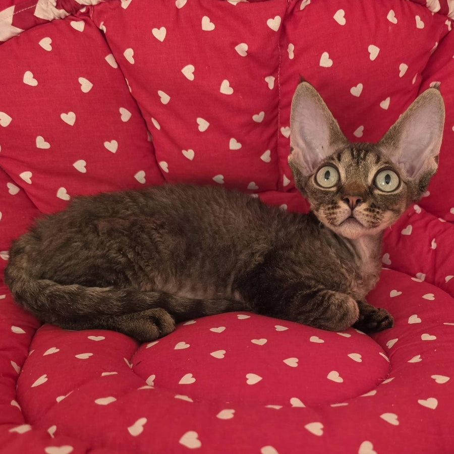 Alex Devon Rex male, black tabby