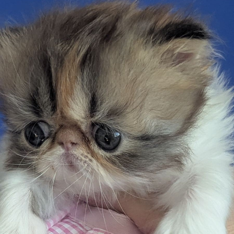 Roksolana Persian female, black tortie tabby harlequin