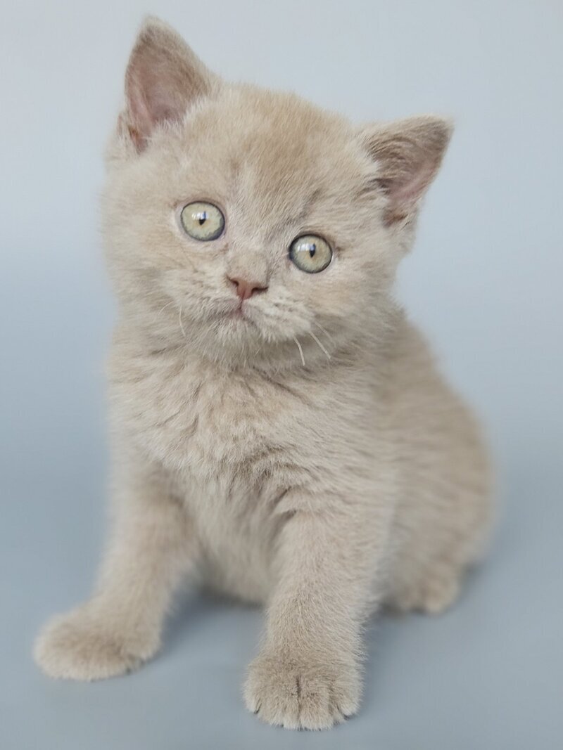 Aster British Shorthair female, fawn