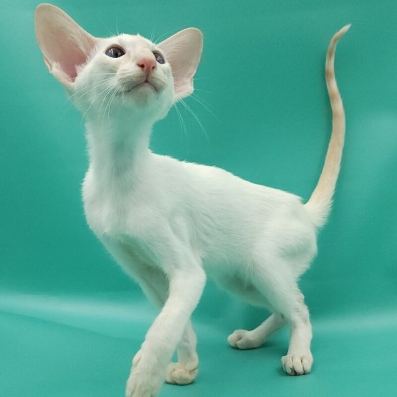 Pushan Siamese male, cream