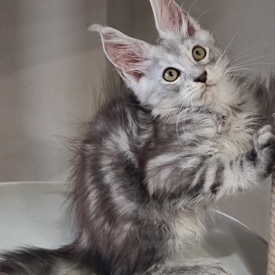 Elisa Maine Coon female, black silver tabby