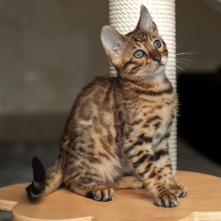 Nala Bengal female, black spotted tabby