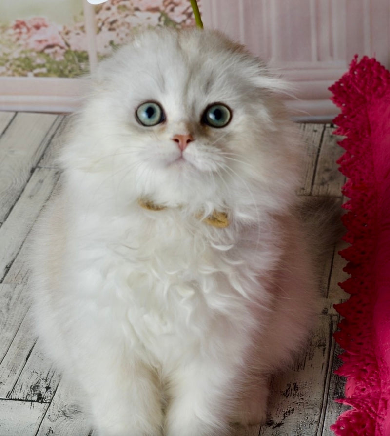 Ronnie Scottish Fold male black silver shaded - live animals