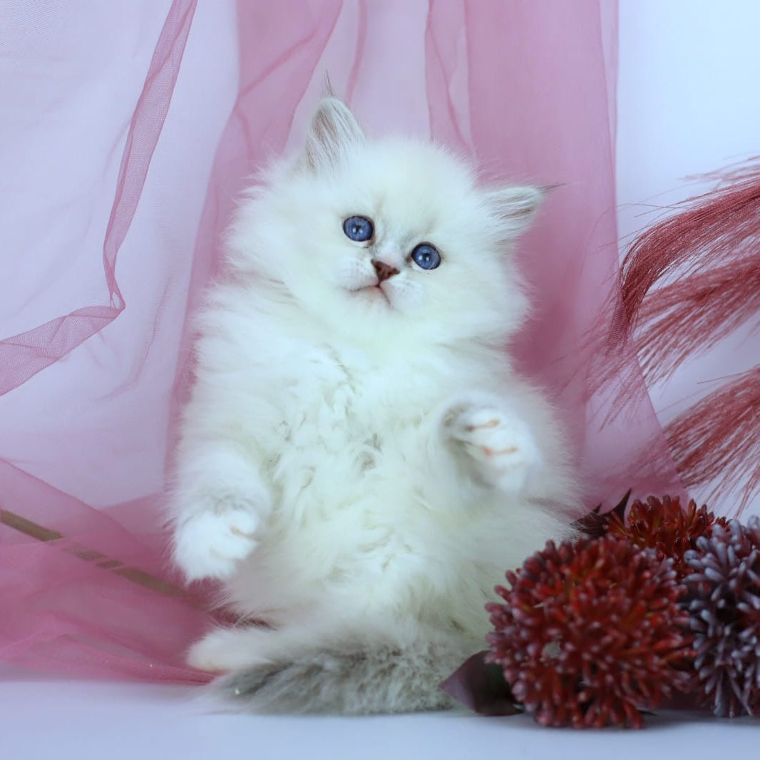 Havana Siberian female, blue with white tabby pointed
