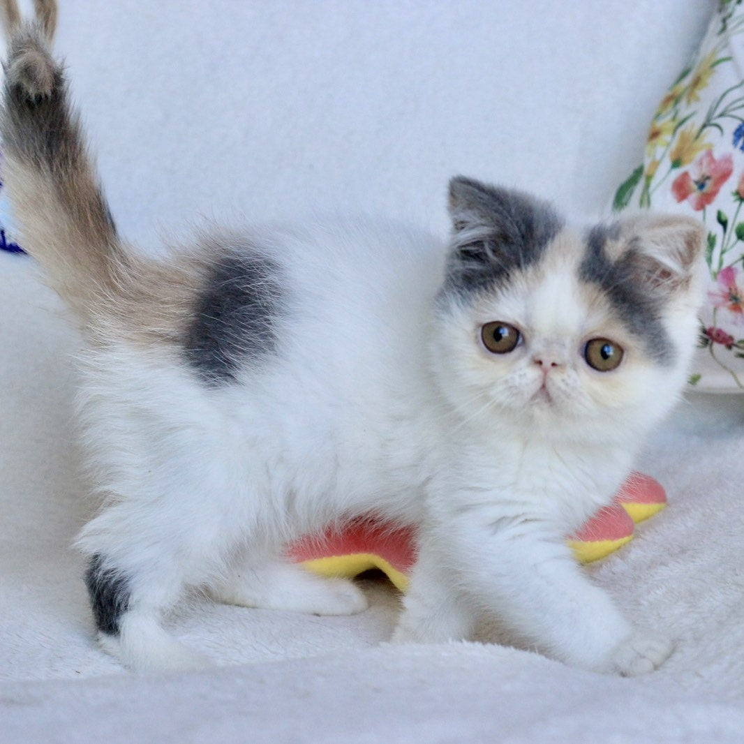 Yasia Persian female, blue tortie bicolour