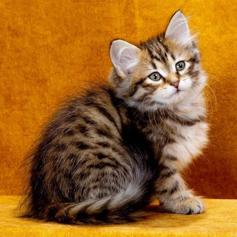 Kompot Siberian male, black spotted tabby