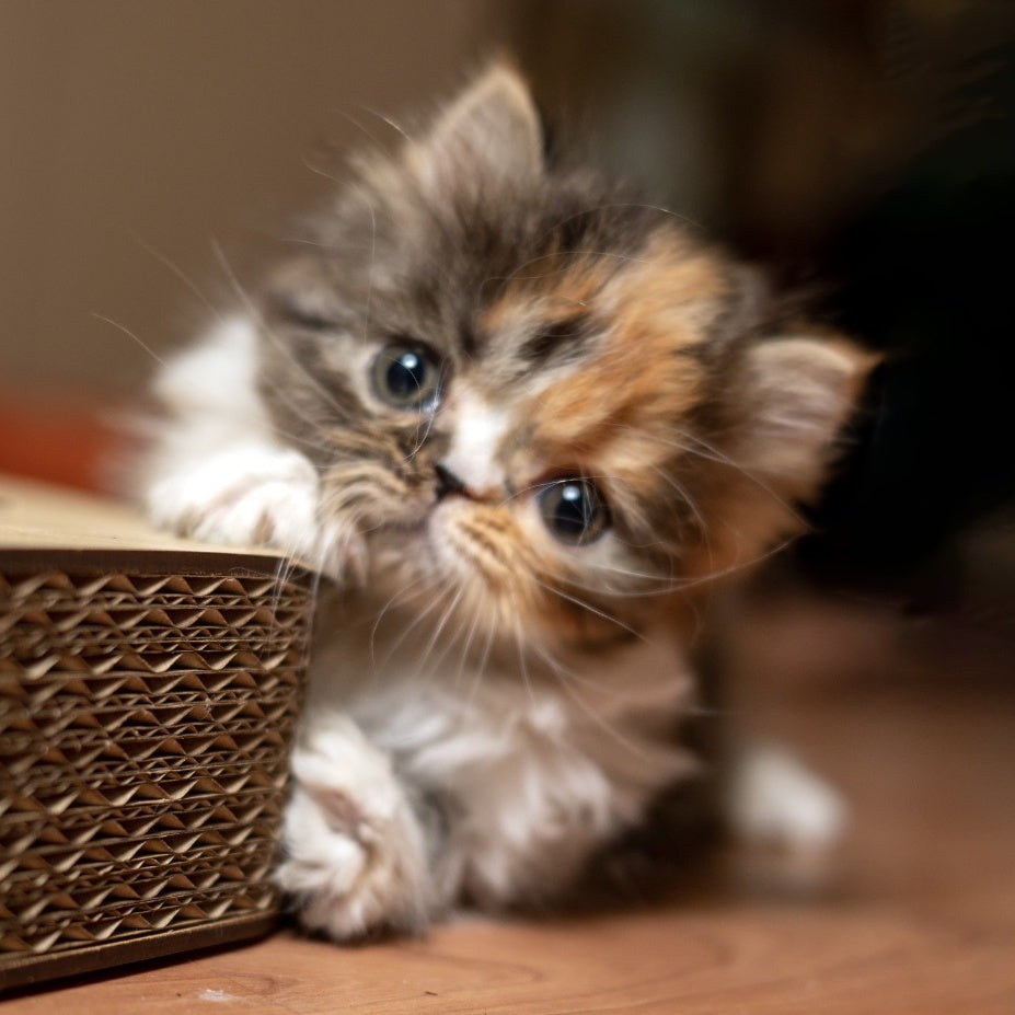 Kubishka Scottish Fold female, black tortie spotted tabby bicolour