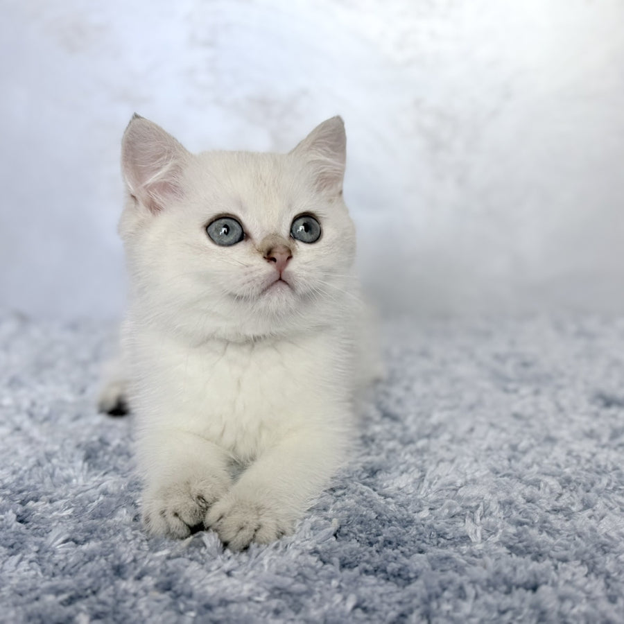 Josef Scottish Straight female, black golden shaded pointed