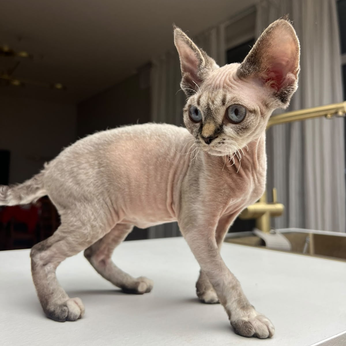 Sugar Devon Rex female, black tortie tabby pointed