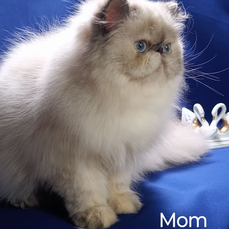 Ellie Persian female, blue pointed