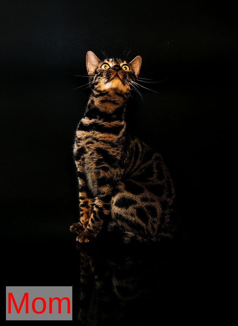 Lily Bengal female black spotted tabby - live animals