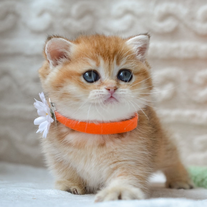 Claire British Shorthair female black golden shaded - live animals