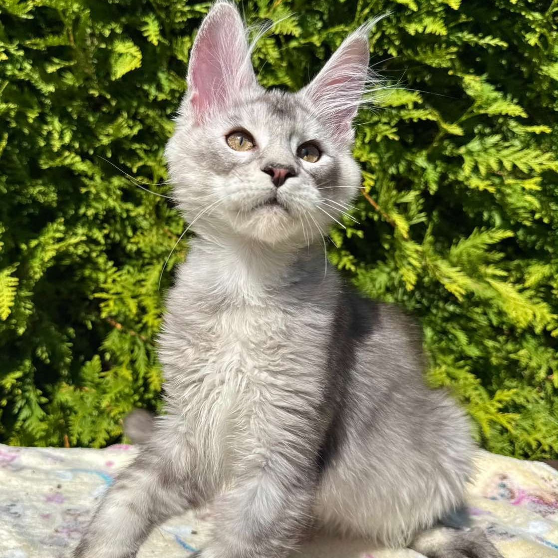 Idris Maine Coon male, black silver ticked tabby