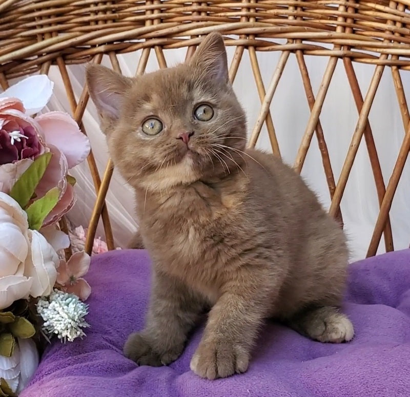 Sherry British Shorthair female, cinnamon tortie