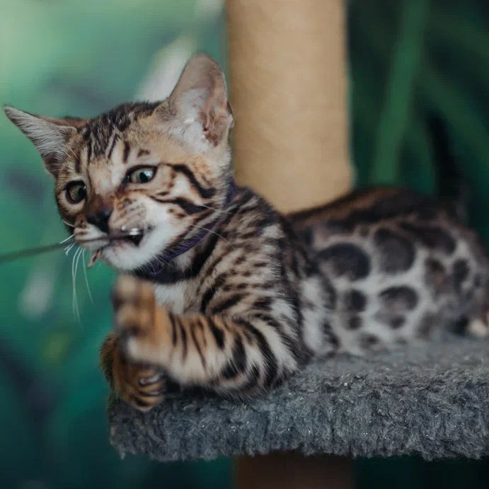 Frida Bengal female, black spotted tabby