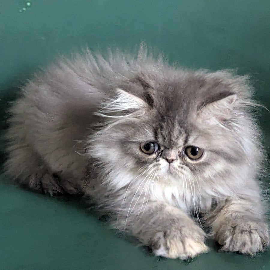 Donya Persian female, blue tortie