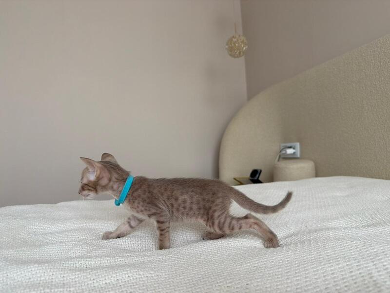Axel Oriental Shorthair male lilac spotted tabby - live animals