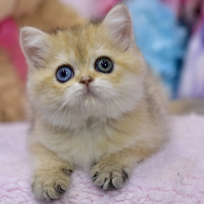 Goldie British Shorthair female, black golden shaded