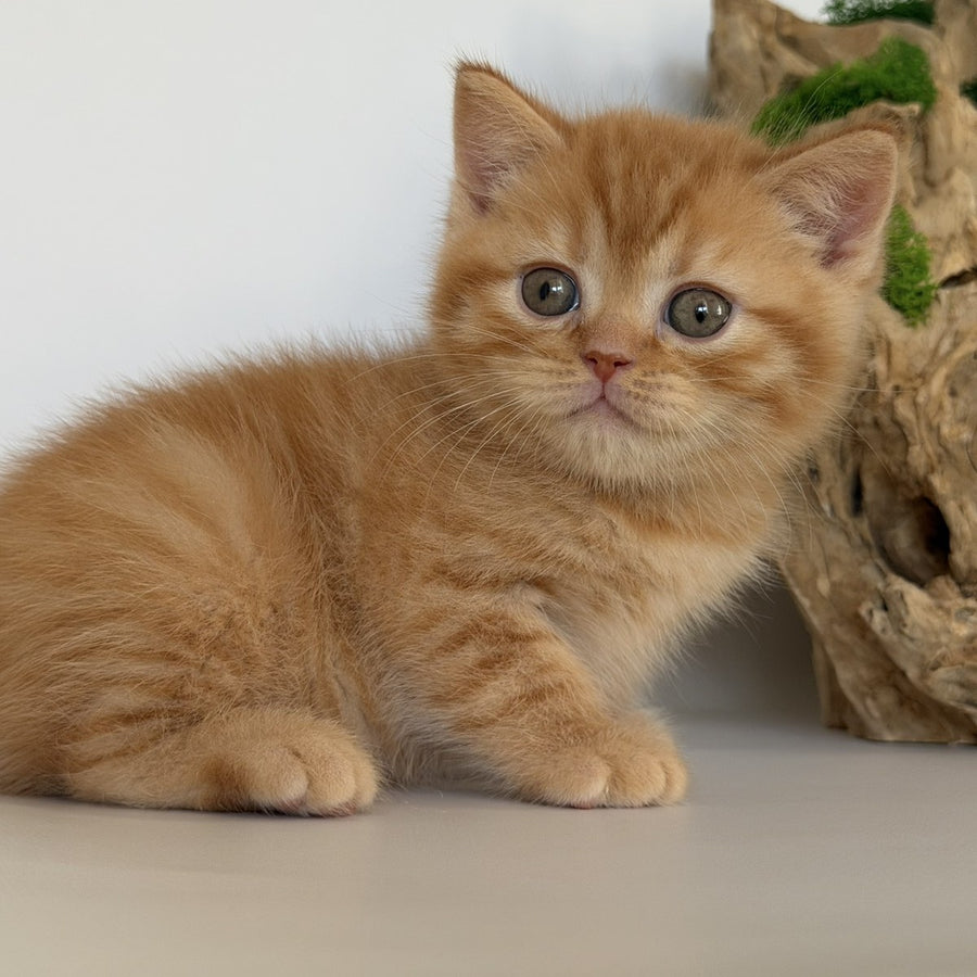 Gino British Shorthair male, red