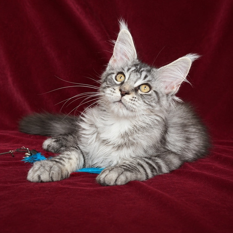 Ivory Maine Coon male, black silver tabby