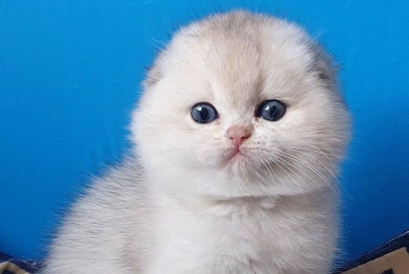 Koral Scottish Fold male, black silver shaded