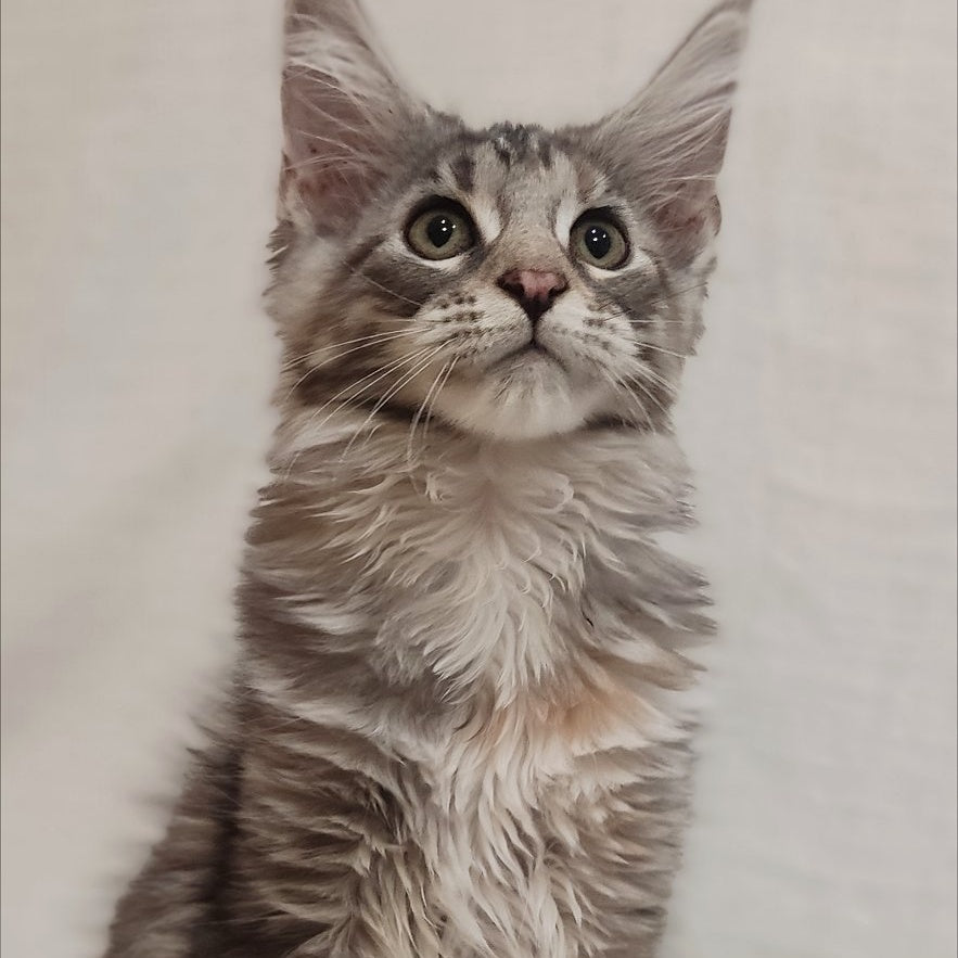 Caramelka Maine Coon female, black tortie silver tabby