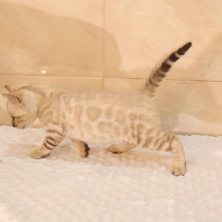 Xander Bengal male, black spotted tabby pointed