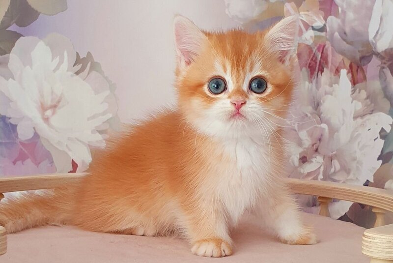 Mango British Shorthair male, chocolate golden chinchilla