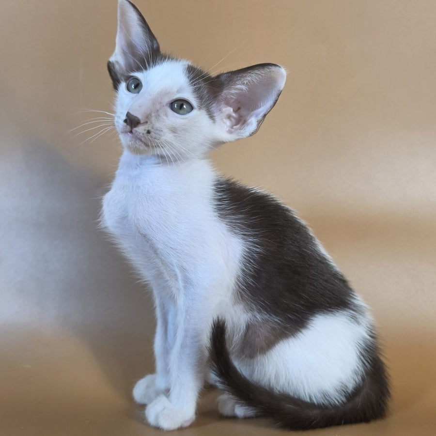 Cookie Oriental Shorthair male, chocolate van