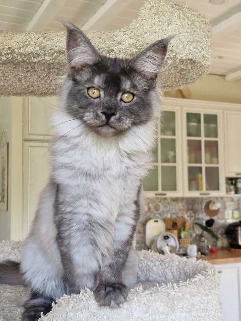 Aura Maine Coon female, black silver