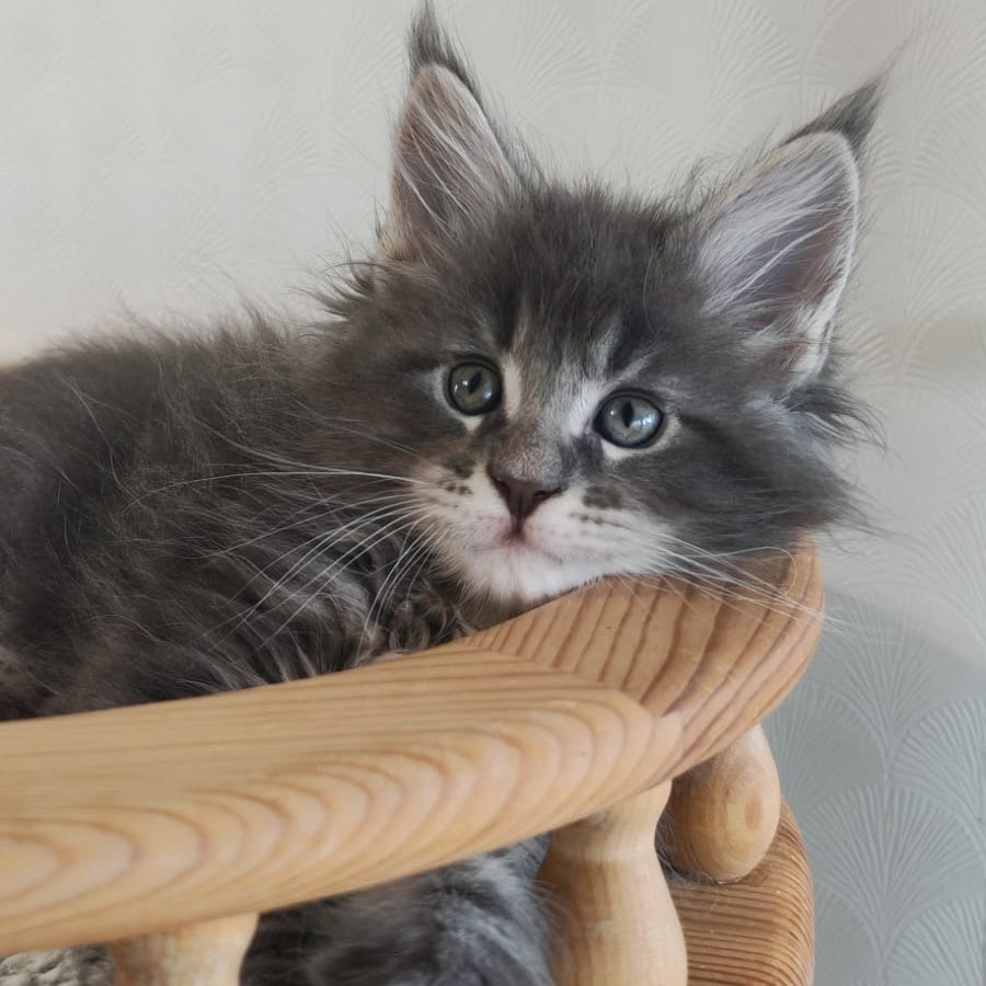 Cocos Maine Coon polydactyl 5x5x6x6 male, blue tabby