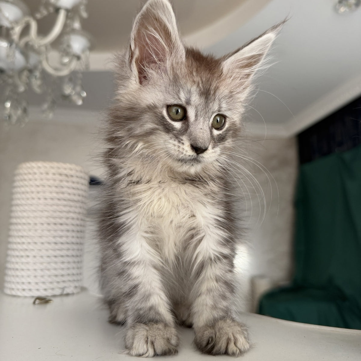 Dofrina Maine Coon female, black silver tabby