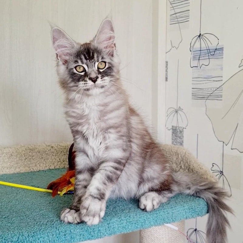 Lutik Maine Coon male, blue silver tabby